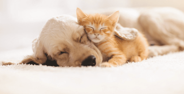 A golden retriever and an orange tabby kitten are cuddled together, sleeping peacefully on a soft, light-colored carpet—as if thats all I had to do to capture this relaxed and content moment. The kitten rests its head on the dog’s face.