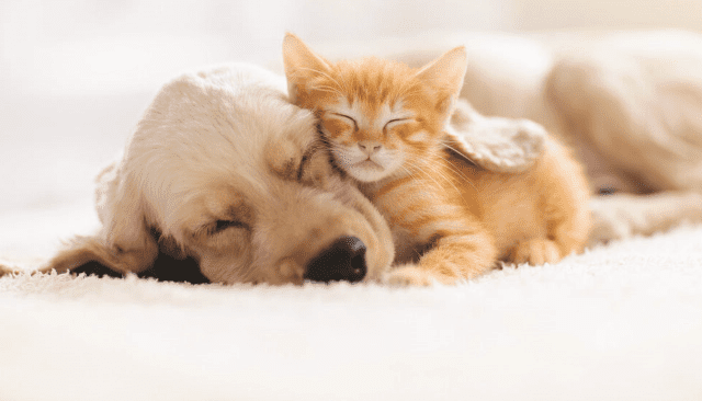 A golden retriever and an orange tabby kitten are cuddled together, sleeping peacefully on a soft, light-colored carpet—as if thats all I had to do to capture this relaxed and content moment. The kitten rests its head on the dog’s face.