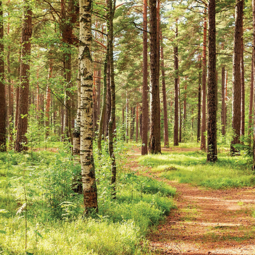 A sunlit forest with tall pine and birch trees, green grass, and a winding dirt path invites recovery as sunlight filters through the canopy, creating dappled light on the forest floor—an atmosphere of peaceful eco-spirituality.