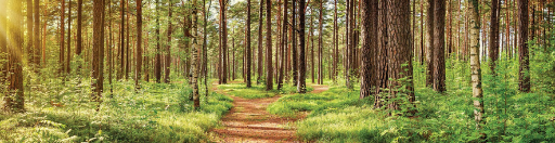 A sunlit forest with tall trees and lush green undergrowth. A dirt path winds through the trees, where sunlight streams through the branches, creating a peaceful scene that invites natural healing and recovery.