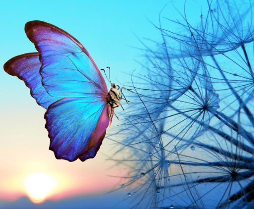 Blue and purple butterfly perched on wispy dandelion seeds against a sunset sky.