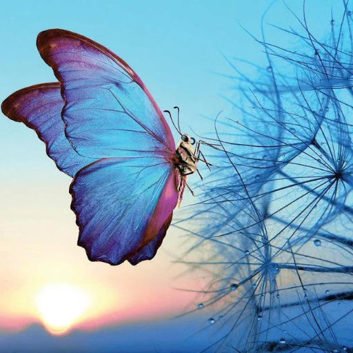 Blue and purple butterfly resting on delicate seedhead against sunset sky.