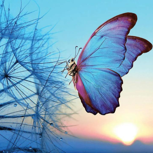 Butterfly with pink and blue wings perches on a delicate seedpod against a sunset sky.