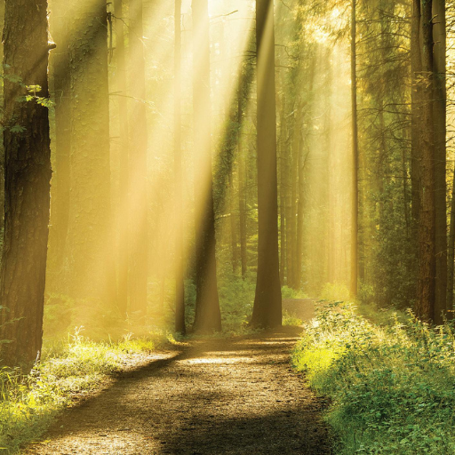 Forest path lined with tall trees, sunlight streaming through branches and mist.