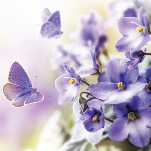 Purple and white flowers with yellow centers surrounded by butterflies in soft focus.