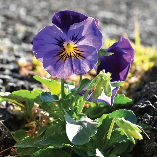 Purple pansies with yellow centers bloom in dark soil and green foliage.