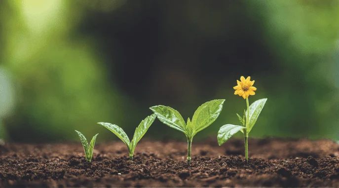 Young seedlings sprouting from dark soil, one of them opening into a small yellow flower.