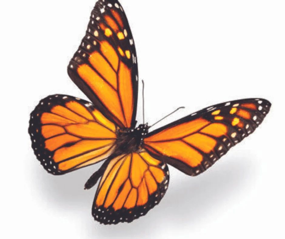 A monarch butterfly with its orange and black wings fully open, on a white background.