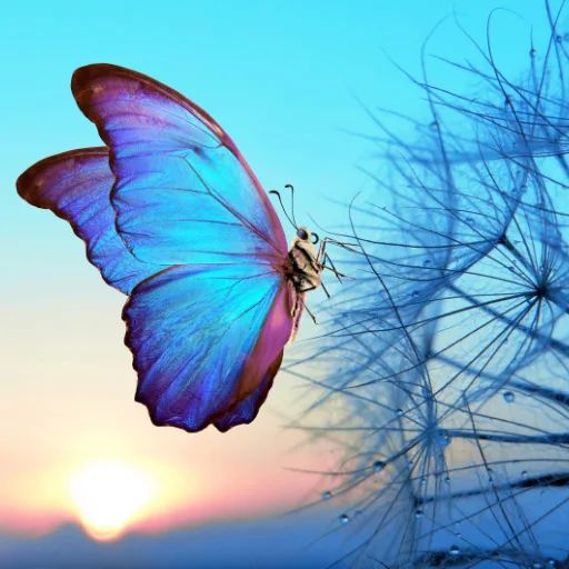 An iridescent blue and purple butterfly resting on a dandelion seed head against a bright sky.