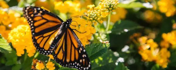Monarch butterfly with orange and black wings perched on yellow flowers in a garden.