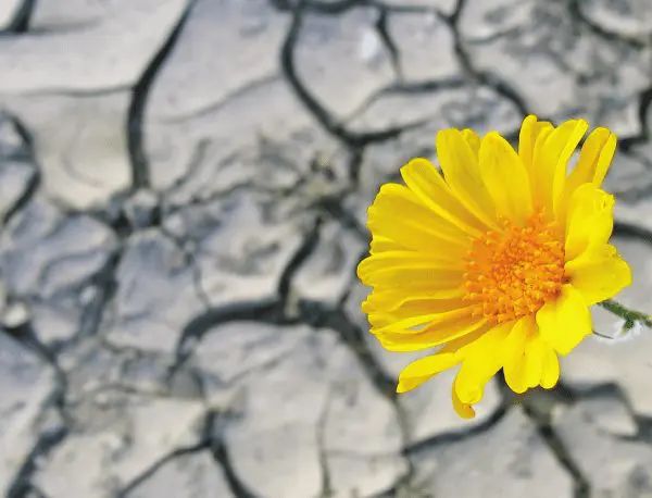 Yellow flower blooming on cracked, dried earth.